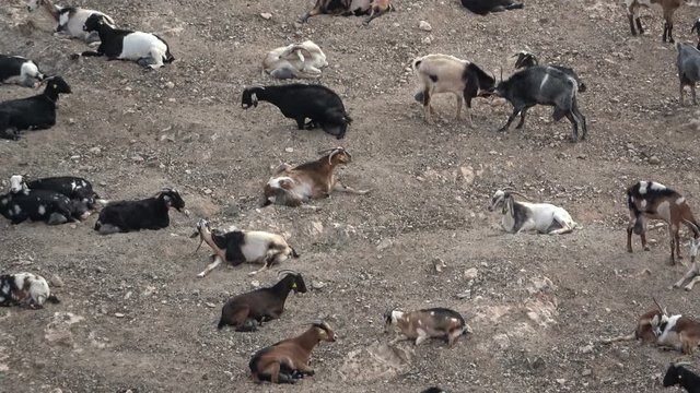 Ziegenherde auf Fuerteventura, Nutztier, Ziege, Herde, Landwirtschaft, Spanien, 4K