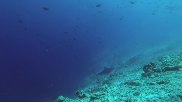 Tiger Shark emerges from the depths of the reef
