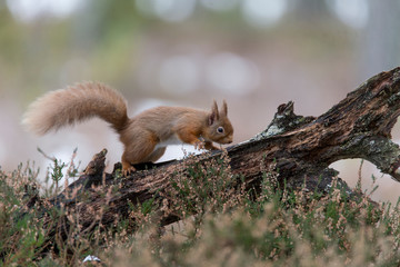 Red Squirrel (Sciurus vulgaris) feeding in pine forest