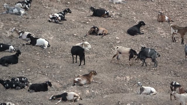 Ziegenherde auf Fuerteventura, Nutztier, Ziege, Herde, Landwirtschaft, Spanien, 4K