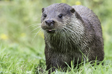 Male otter