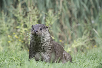 Male otter