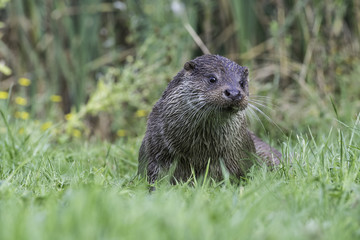 Male otter