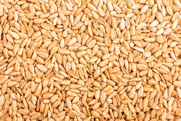 a lot peeled sunflower seeds