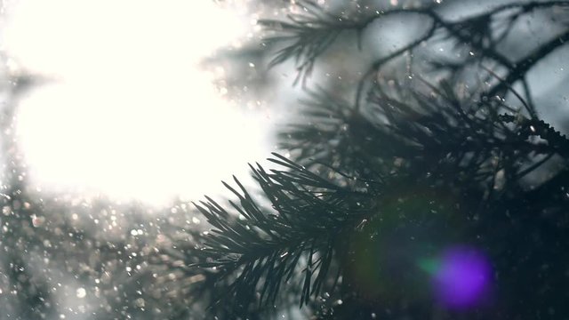 Winter sunny lyric scene with low sun and lens flare in frame, pine twig and snowfall, sparkling in slow motion. Beautiful north or mountain nature in cool sunshine. Cold charm of snowy weather.