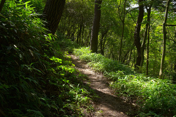 Fototapeta premium 摩耶山の登山道
