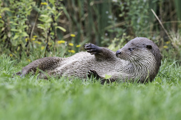 Male otter