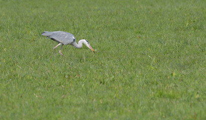 Airone cenerino in caccia di rane nel prato verde