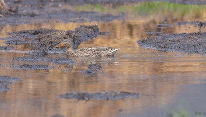 Germano reale femmina nuota in una pozza sul prato con riflessi dorati