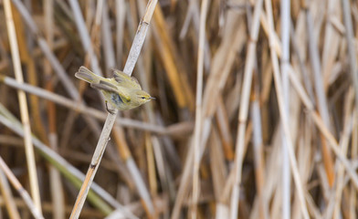 Luì piccolo spicca il volo dalle canne nel canneto