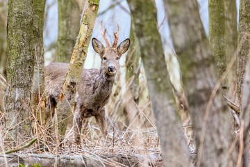 Capreolus capreolus - roe deer, beautiful male standing in reeds. Beautiful young male antlers. Wildlife scenery, Slovakia, Europe.