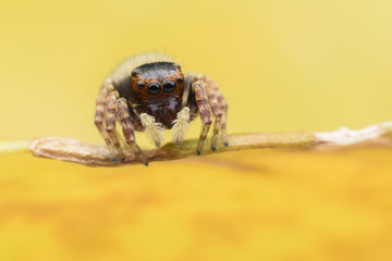 Super macro female Carrhotus Sannio or Jumping spider on yellow leaf