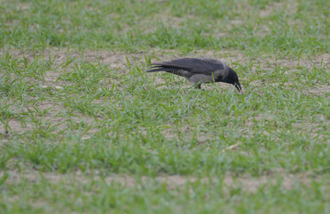Storno a caccia di vermi nel prato