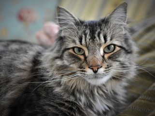 maine coon looking forward