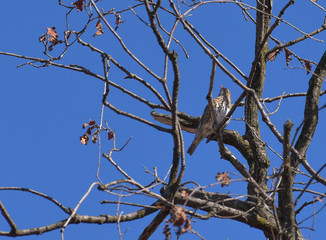 Tordo bottaccio che canta dal ramo di un'albero