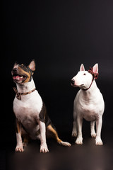 Bullterriers on black background