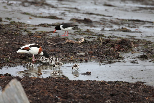common shelduck (Tadorna tadorna) Norway