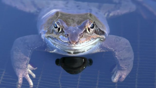 Kreuzkr&ouml;te (Epidalea calamita) - Natterjack toad
