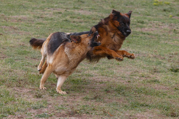 Two dogs are playing in the meadow.