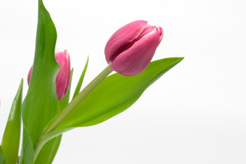 Fototapeta premium Pink tulips isolated on white background