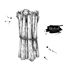 Rhubarb bunch vector drawing. Isolated hand drawn object. Vegeta