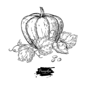 Pumpkin Vector Drawing Set. Isolated Hand Drawn Object With Slic