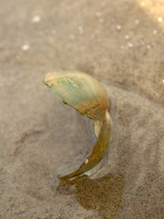 close-up of an oyster shell in the sand