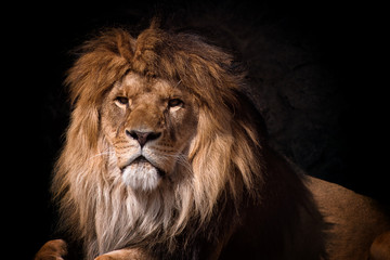 portret van een leeuw op zoek
