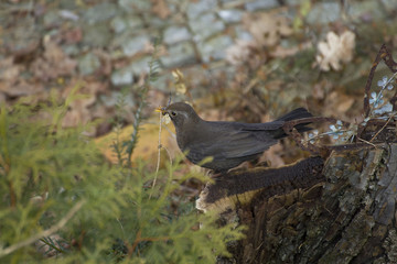 Obraz premium Amsel beim Nestbau