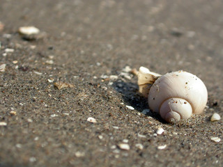 close-up of a shell in the sand