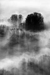 trees in the fog - black and white photo - 198622882