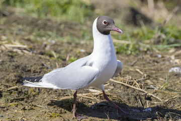 Obraz premium Black Headed Gull in Breeding Plumage - Chroicocephalus ridibundus