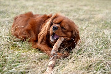 Cute cavalier king charles spaniel playing with wood stick toy 