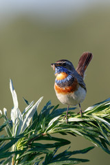 Bluethroat (Luscinia svecica).