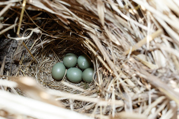 Luscinia svecica. The nest of the Bluethroat in nature.
