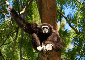 White handed Gibbon sitting in a tree. It is an endangered primate in the gibbon family, Hylobatidae. It is one of the better known gibbons and is often seen in zoos.