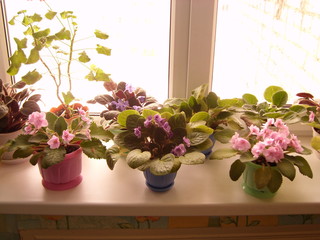 комнатные растения