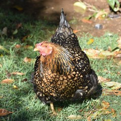 Chicken walking through wet grass