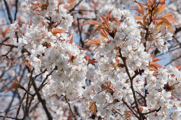 山桜