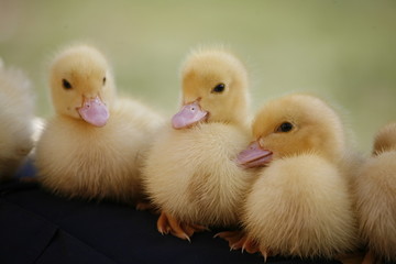 THREE DUCKLINGS QUACKING