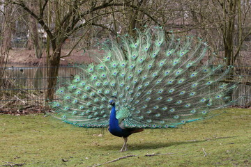 Naklejka premium Pfau schlägt Rad