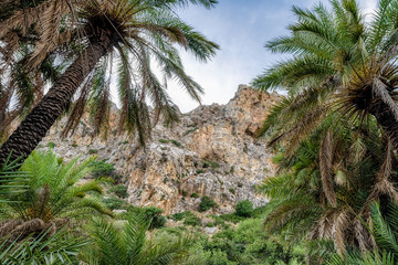 Fototapeta na wymiar Palm trees in forest