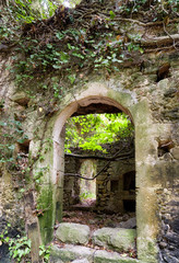 Ruins of house in forest