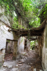 Ruins of house in forest