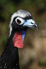 Penelope jacutinga, brazilian bird