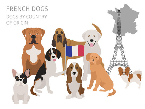 Dogs by country of origin. French dog breeds. Infographic template