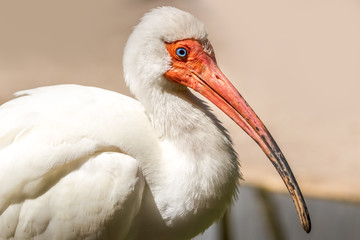 White American Ibis