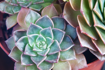 Close up view of graptopetalum succulent (macro, background)