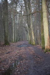 Droga w lesie przez błoto
