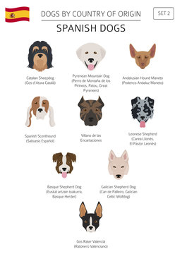 Dogs by country of origin. Spanish dog breeds. Infographic template